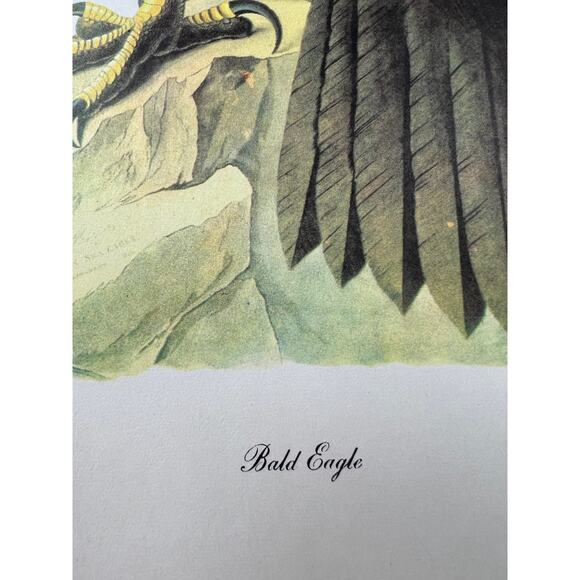 Audubon Birds of America Bald Eagle Original Print Vtg 1950 R T Peterson 9 x 12 - Picture 2 of 5